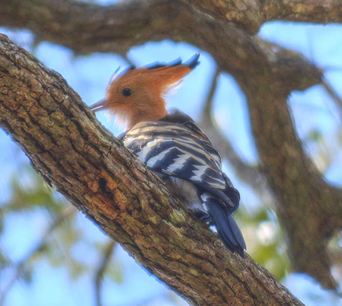 Woodpecker
